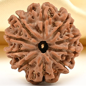 10 Mukhi from Nepal Small - CDLXX