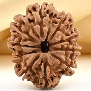 10 Mukhi from Nepal - CCCVIII