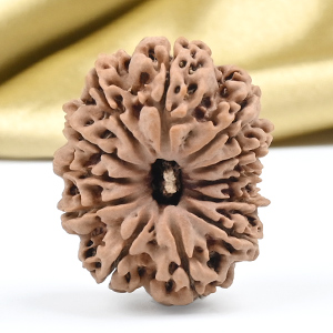 Collector 12 Mukhi from Nepal - CLXVIII