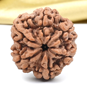 Super Collector 6 Mukhi from Nepal - CDI