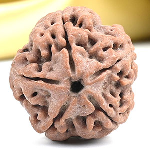 Collector 5 Mukhi from Nepal - DLXV