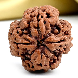 Collector 4 Mukhi from Nepal - DXVIII