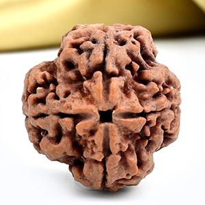 Collector 4 Mukhi from Nepal - DXX
