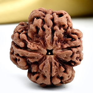 Collector 4 Mukhi from Nepal - DXXI