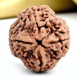 Collector 4 Mukhi from Nepal - DXXII