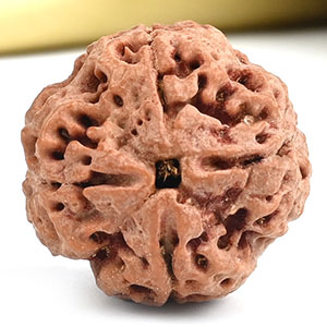 Collector 4 Mukhi from Nepal - DIX