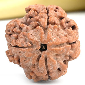 Collector 4 Mukhi from Nepal - DX