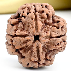 Collector 4 Mukhi from Nepal - DXXIII