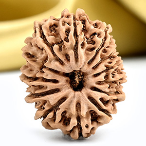 13 Mukhi from Nepal small - CCCLXXI