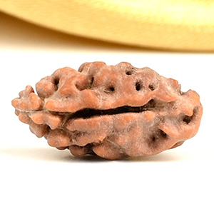 1 Mukhi from Java Indonesia Large - LXXVIII