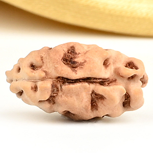 1 Mukhi from Java Indonesia Large - LXXIXI