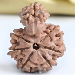 Savar Naag 5 mukhi from Nepal - II