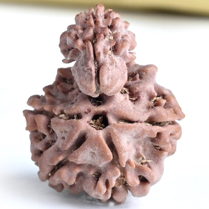 Savar Naag 5 mukhi from Nepal - III