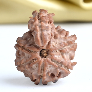 Savar Naag Rudraksha from Nepal - CLII