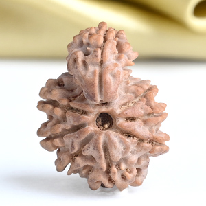 Savar Naag Rudraksha from Nepal - CLIII