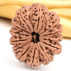 Super Collector 13 Mukhi from Nepal - CXVIII
