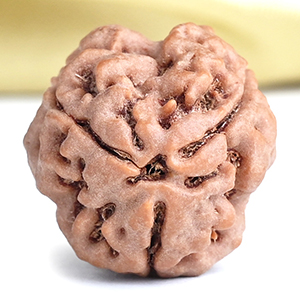 Collector 3 Mukhi from Nepal - CCCLXXXVI