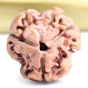 Collector 3 Mukhi from Nepal - CCCLXXXVIII