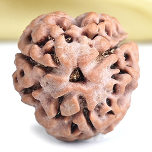 Collector 3 Mukhi from Nepal - CCCXCV