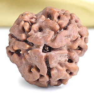 Collector 3 Mukhi from Nepal - CCCLXXXIX