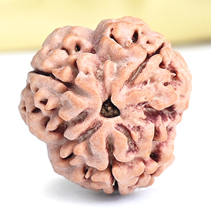 Collector 3 Mukhi from Nepal - CCCXC