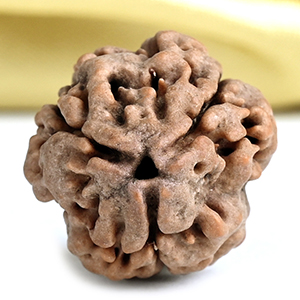 Collector 3 Mukhi from Nepal - CDXIII