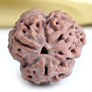 Collector 3 Mukhi from Nepal - CDXIV