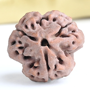 Collector 3 Mukhi from Nepal - CCCXCI