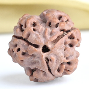 Collector 3 Mukhi from Nepal - CCCXCII