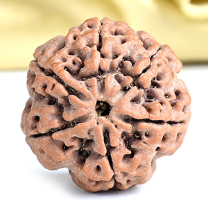 Collector 6 Mukhi from Nepal - CXCIV