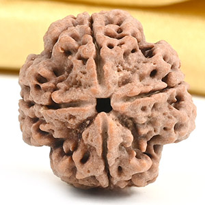 Collector 4 Mukhi from Nepal - DXXVI