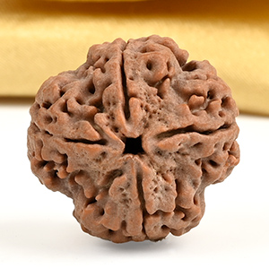 Collector 4 Mukhi from Nepal - DXIV