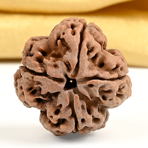 Collector 4 Mukhi from Nepal - DXVI