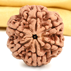 Super Collector 6 Mukhi from Nepal - CDIV