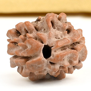 Rare 2 Mukhi from Nepal - CLXXXVI