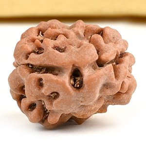 Rare 2 Mukhi from Nepal - CLXXXVII