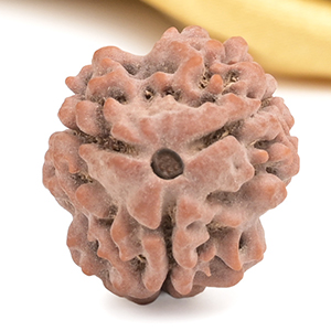 Collector 3 Mukhi from Nepal - CDXIX