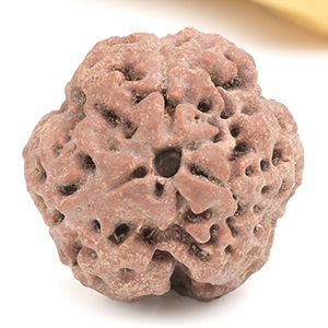 Collector 3 Mukhi from Nepal - CDXX