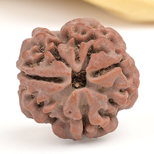 Collector 3 Mukhi from Nepal - CDXXIII