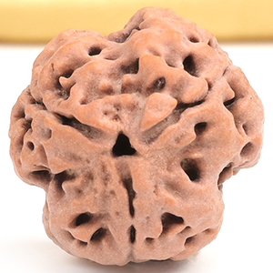 Collector 3 Mukhi from Nepal - CDXXVI