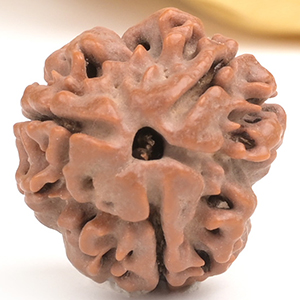 Collector 3 Mukhi from Nepal - CDXXVII