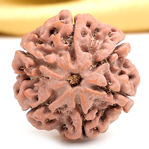 Collector 6 Mukhi from Nepal - CXCVII