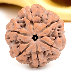 Collector 6 Mukhi from Nepal - CXCIX