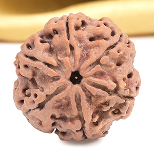 Collector 6 Mukhi from Nepal - CXCII