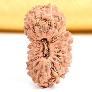 21 mukhi from Java Indonesia Small - XXVI