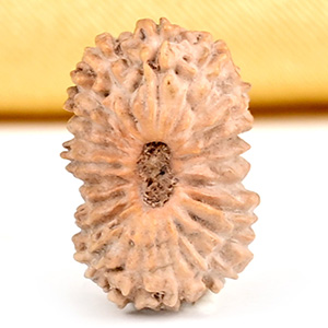 21 mukhi from Java Indonesia Small - XXVII