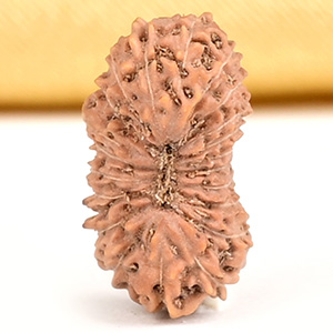 21 mukhi from Java Indonesia Small - XXVIII