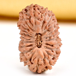 21 mukhi from Java Indonesia Small - XXIX