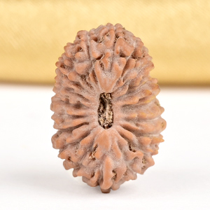 21 mukhi from Java Indonesia - XXIII