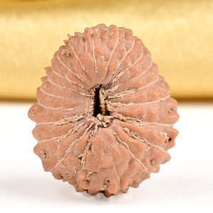 21 mukhi from Java Indonesia - XXIV